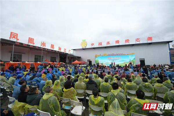 “一颗好橙·长寿之源”2024年世界长寿乡麻阳冰糖橙采摘季正式开幕图2