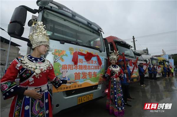 “一颗好橙·长寿之源”2024年世界长寿乡麻阳冰糖橙采摘季正式开幕图3