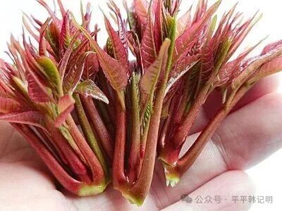 韩记明：春日有感|香椿