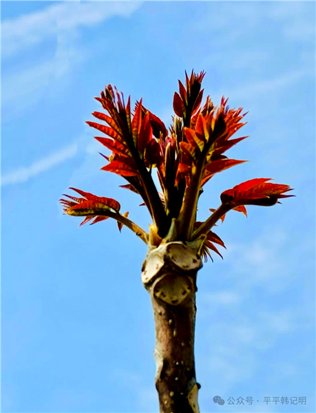 韩记明：春日有感|香椿