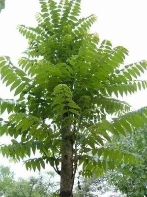 韩记明：春日有感|香椿