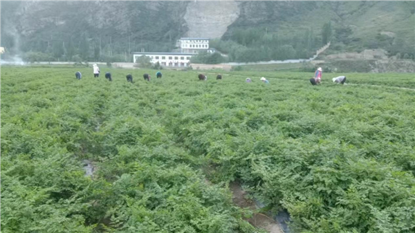 品牌赋能道地药材 甘肃临潭擦亮生态当归名片 激活“两山转化”新动能