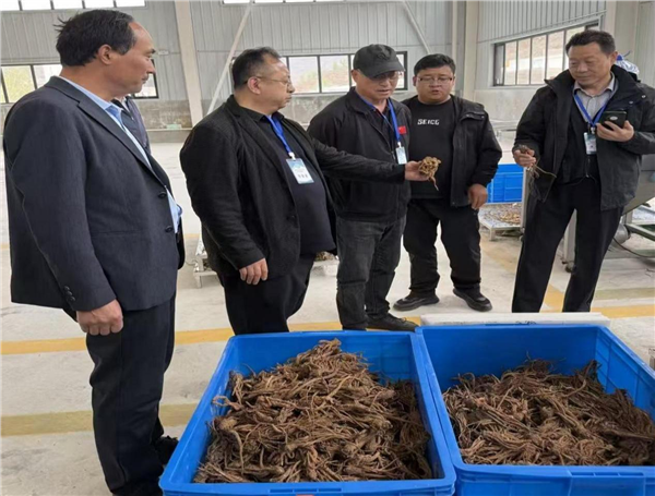 品牌赋能道地药材 甘肃临潭擦亮生态当归名片 激活“两山转化”新动能