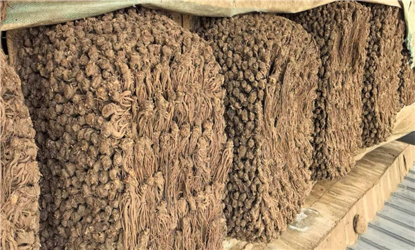 品牌赋能道地药材 甘肃临潭擦亮生态当归名片 激活“两山转化”新动能